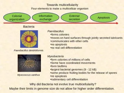 Towards multicellularity