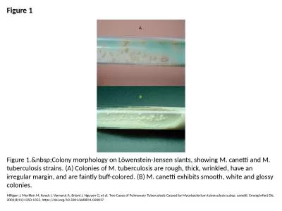 Figure 1 Figure 1.&nbsp;Colony morphology on Löwenstein-Jensen slants, showing M. canetti and