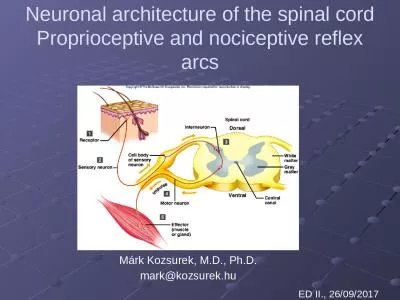 Neuronal   architecture  of