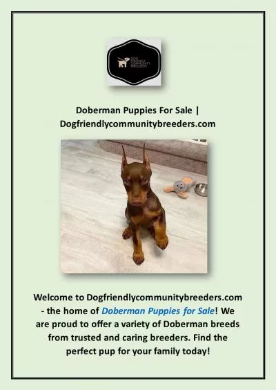 Doberman Puppies For Sale | Dogfriendlycommunitybreeders.com