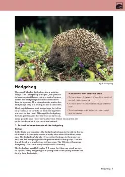 The small, likeable hedgehog has a positive image. The “hedgehog