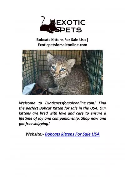 Bobcats Kittens For Sale Usa | Exoticpetsforsaleonline.com