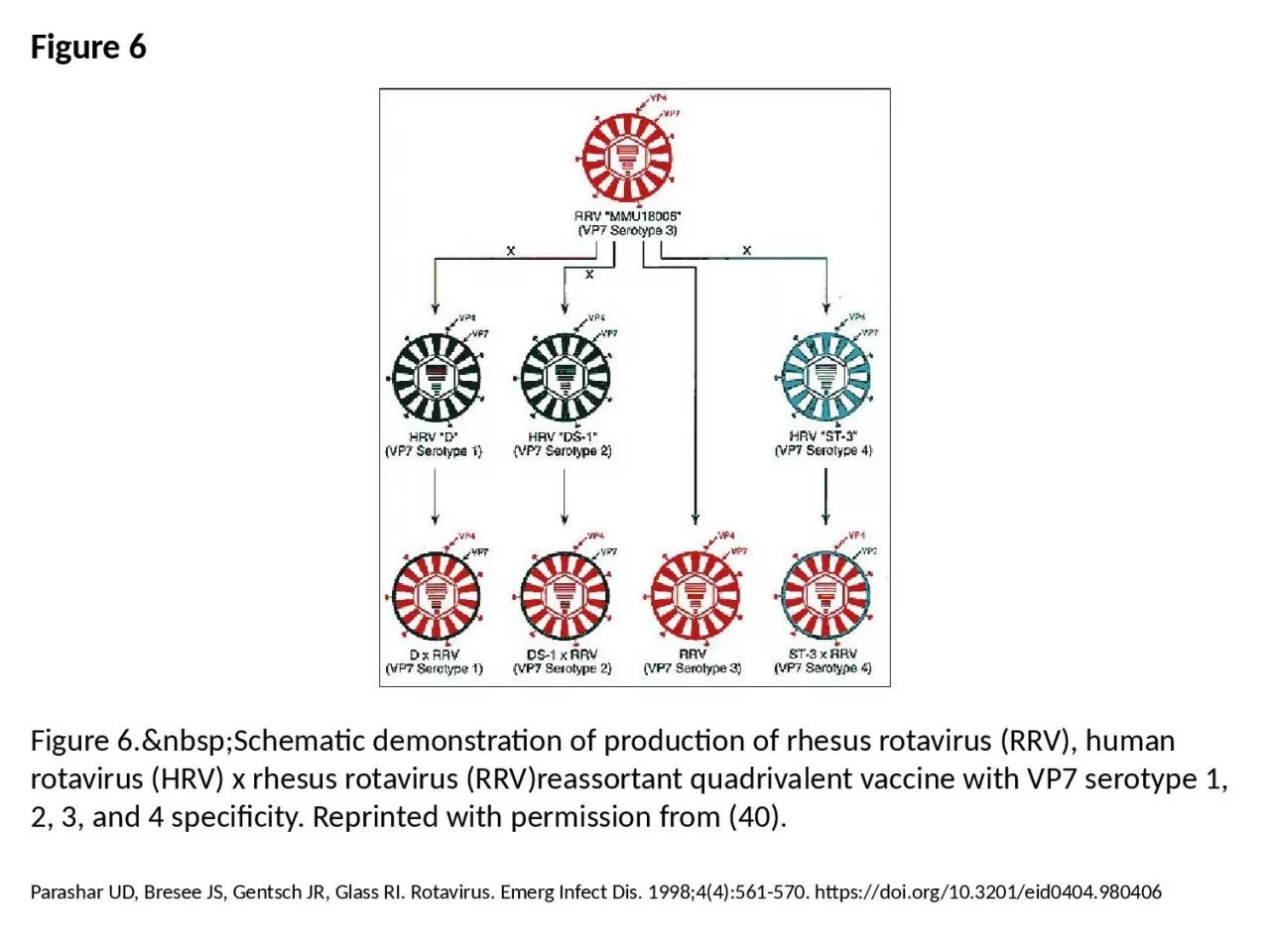 PPT-Figure 6 Figure 6.&nbsp;Schematic demonstration of production of rhesus rotavirus