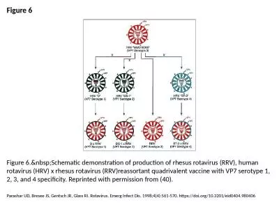 Figure 6 Figure 6.&nbsp;Schematic demonstration of production of rhesus rotavirus (RRV), human