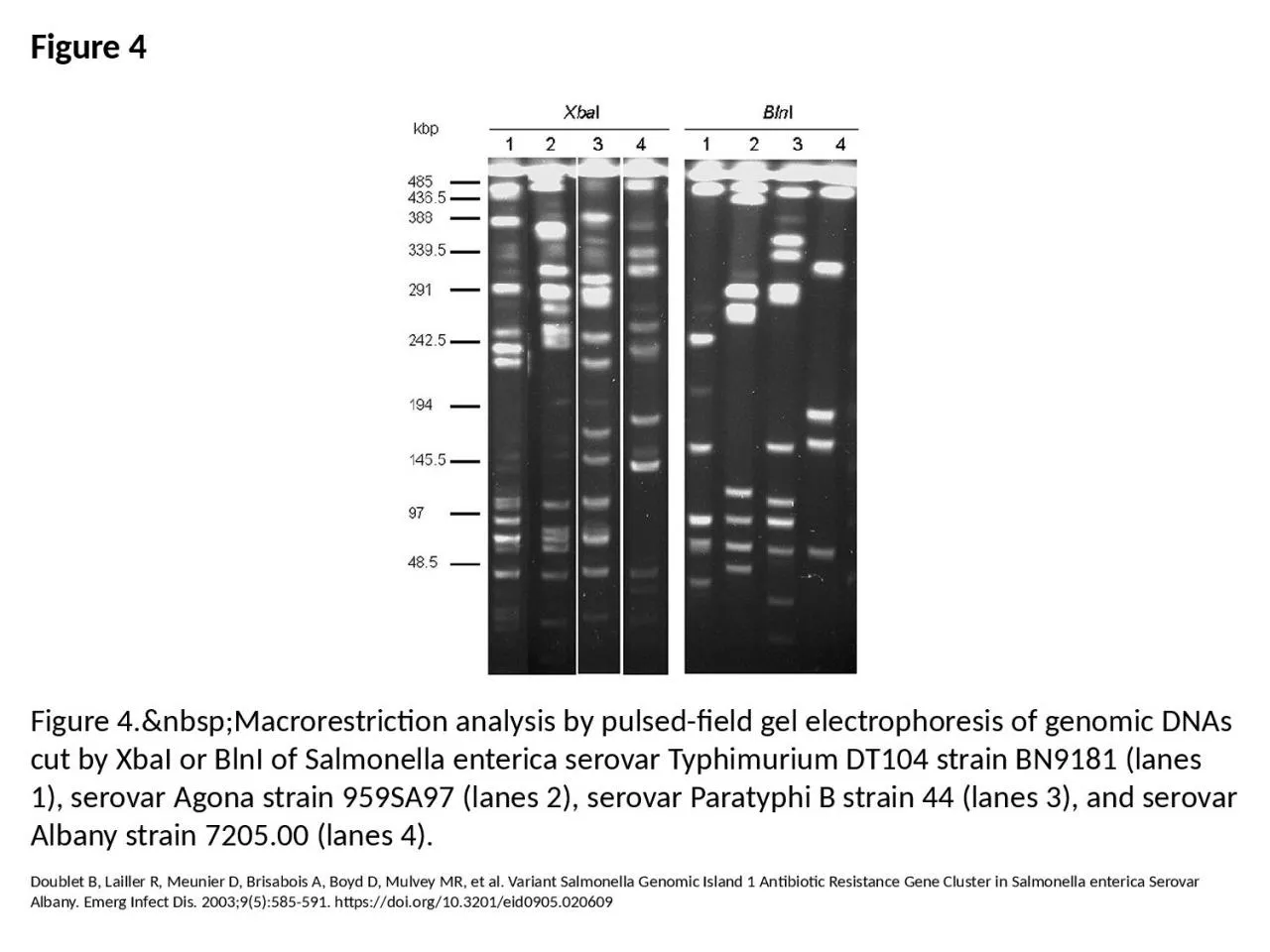 PPT-Figure 4 Figure 4.&nbsp;Macrorestriction analysis by pulsed-field gel electrophoresis