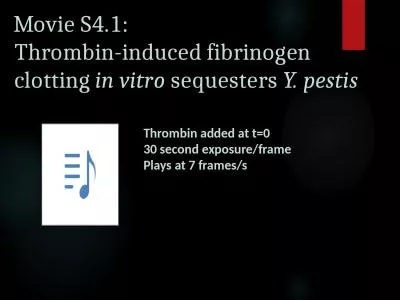 Movie  S4.1: Thrombin -induced fibrinogen clotting