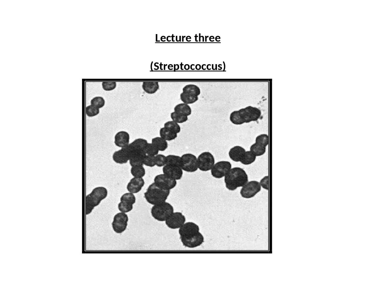Lecture three   ( Streptococcus)