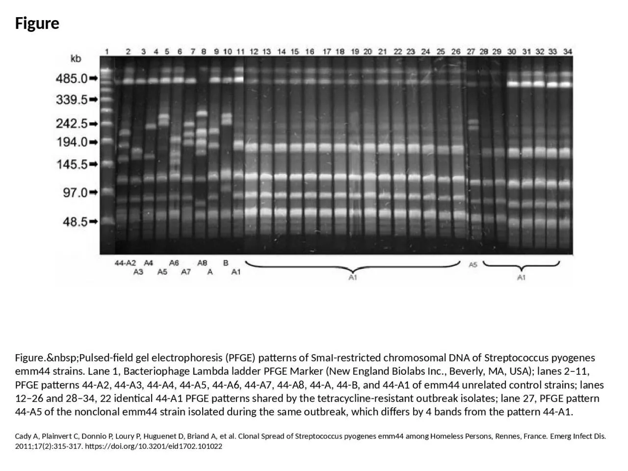 PPT-Figure Figure.&nbsp;Pulsed-field gel electrophoresis (PFGE) patterns of SmaI-restricted