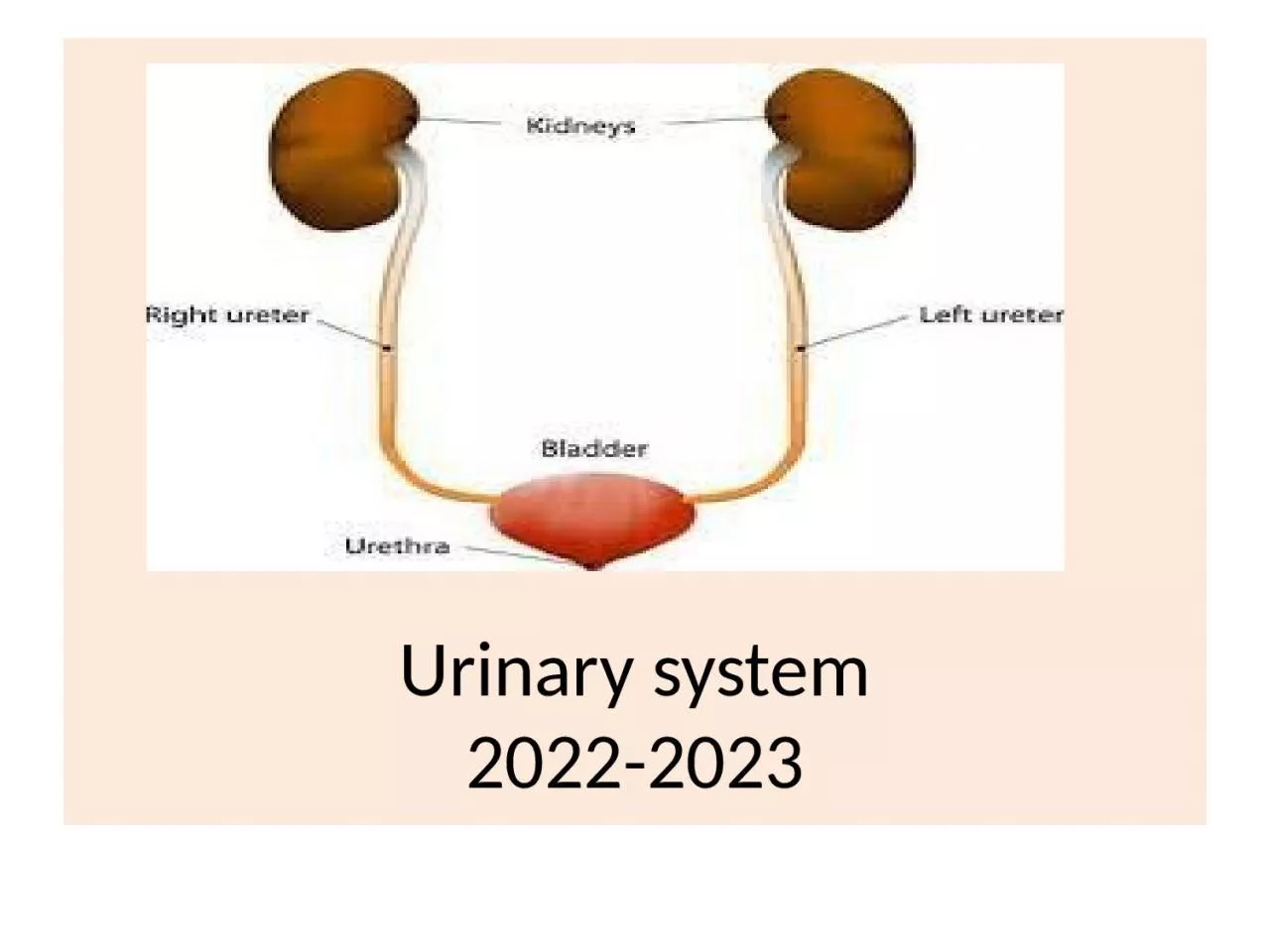 PPT-Urinary system 202 2 -202