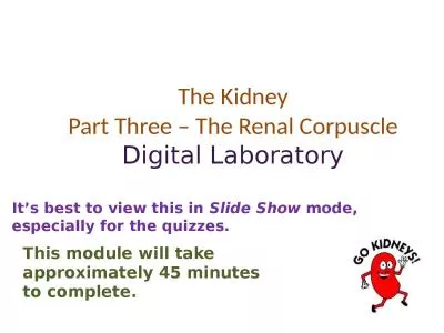 The Kidney Part Three – The Renal Corpuscle