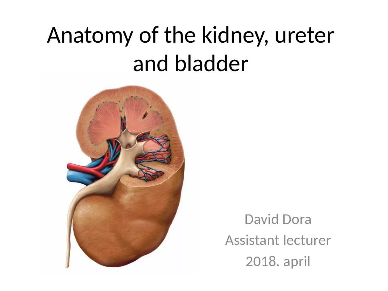 PPT-Anatomy of the kidney, ureter and bladder