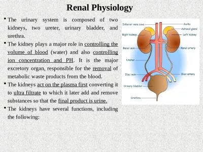 Renal Physiology The urinary system is composed of two kidneys, two ureter, urinary bladder,