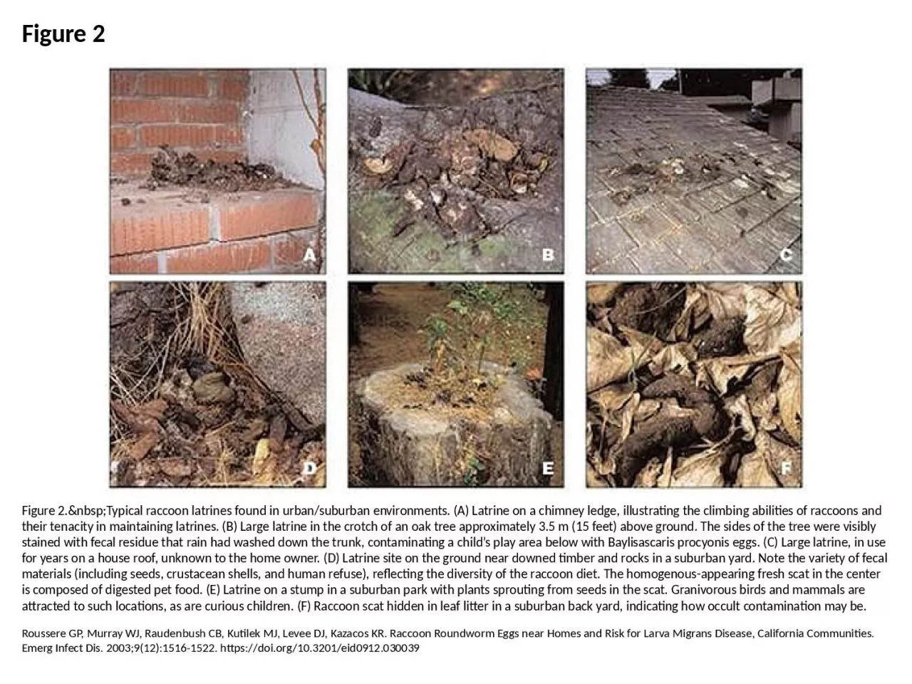 PPT-Figure 2 Figure 2.&nbsp;Typical raccoon latrines found in urban/suburban environments.