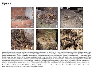 Figure 2 Figure 2.&nbsp;Typical raccoon latrines found in urban/suburban environments. (A) Latr