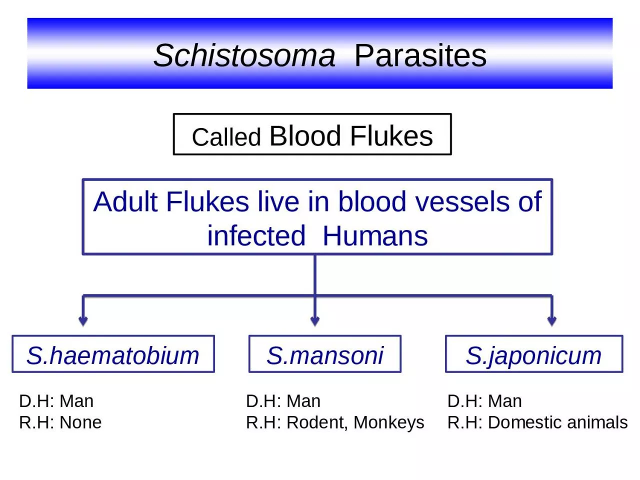 Schistosoma   Parasites Adult Flukes live in blood vessels of infected  Humans