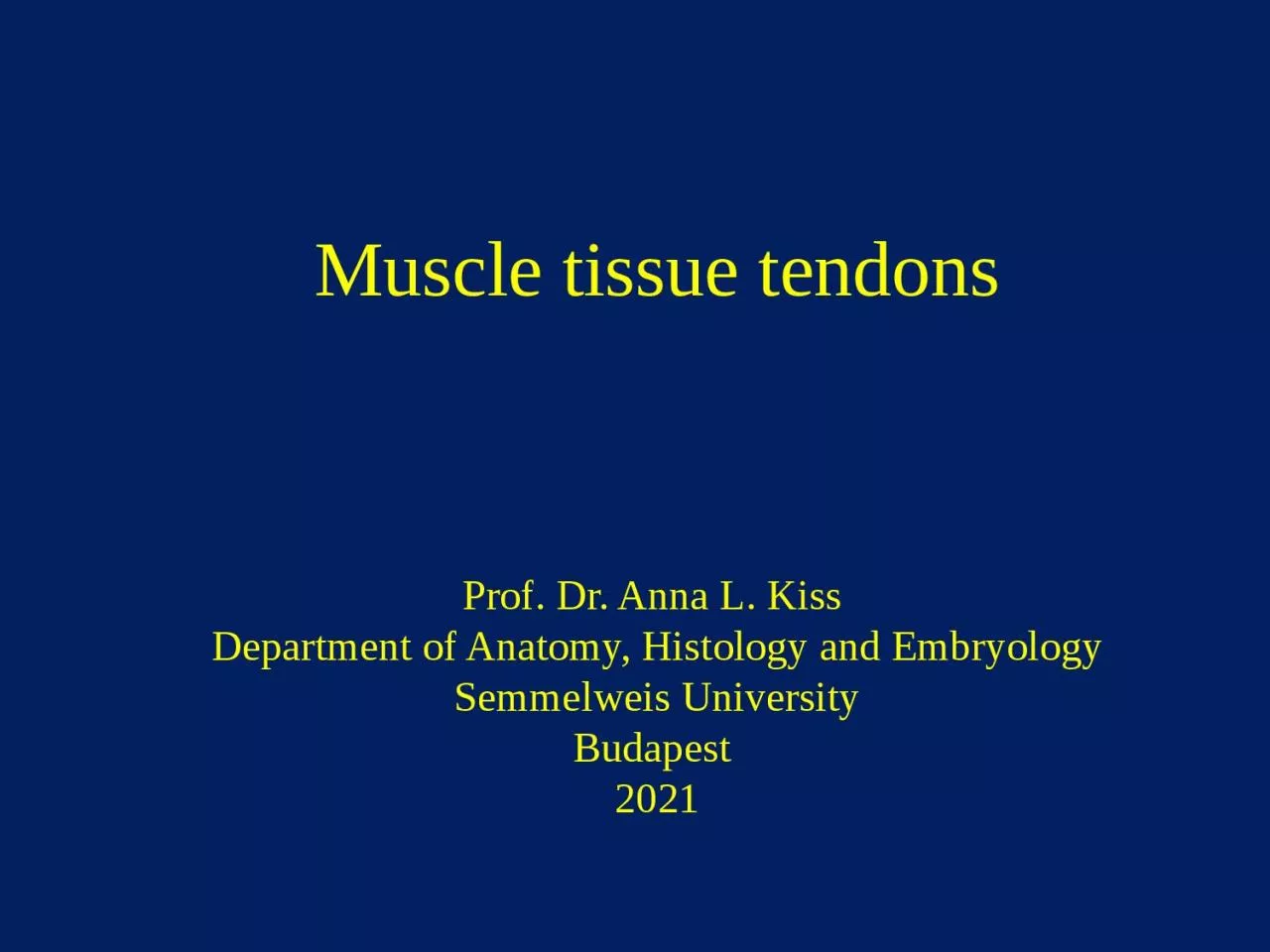 Muscle   tissue   tendons