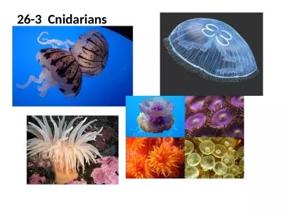 26-3  Cnidarians I .  What is a Cnidarian?