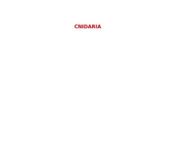 CNIDARIA CLASSIFICATION OF PHYLUM CNIDARIA