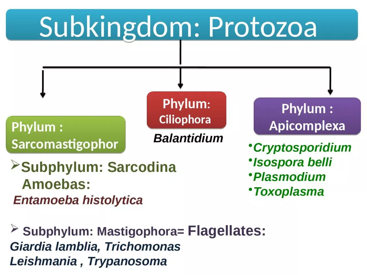 PPT-Subkingdom: Protozoa Phylum :