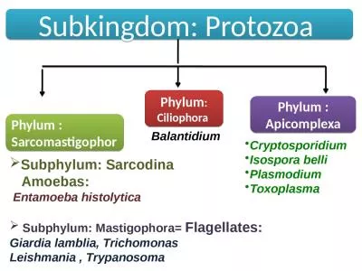 Subkingdom: Protozoa  Phylum :