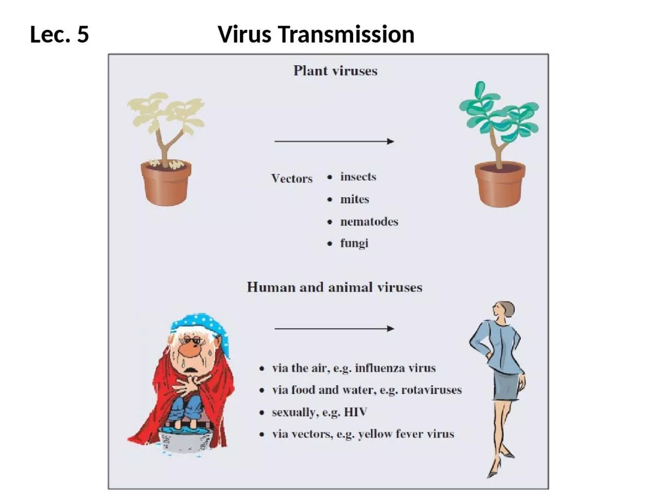 PPT-Lec . 5 Virus Transmission