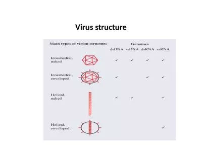 Virus structure Introduction to virus structure