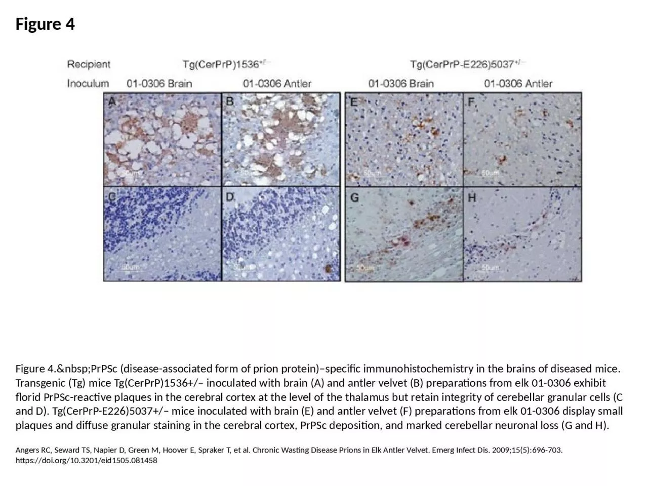 PPT-Figure 4 Figure 4.&nbsp;PrPSc (disease-associated form of prion protein)–specific