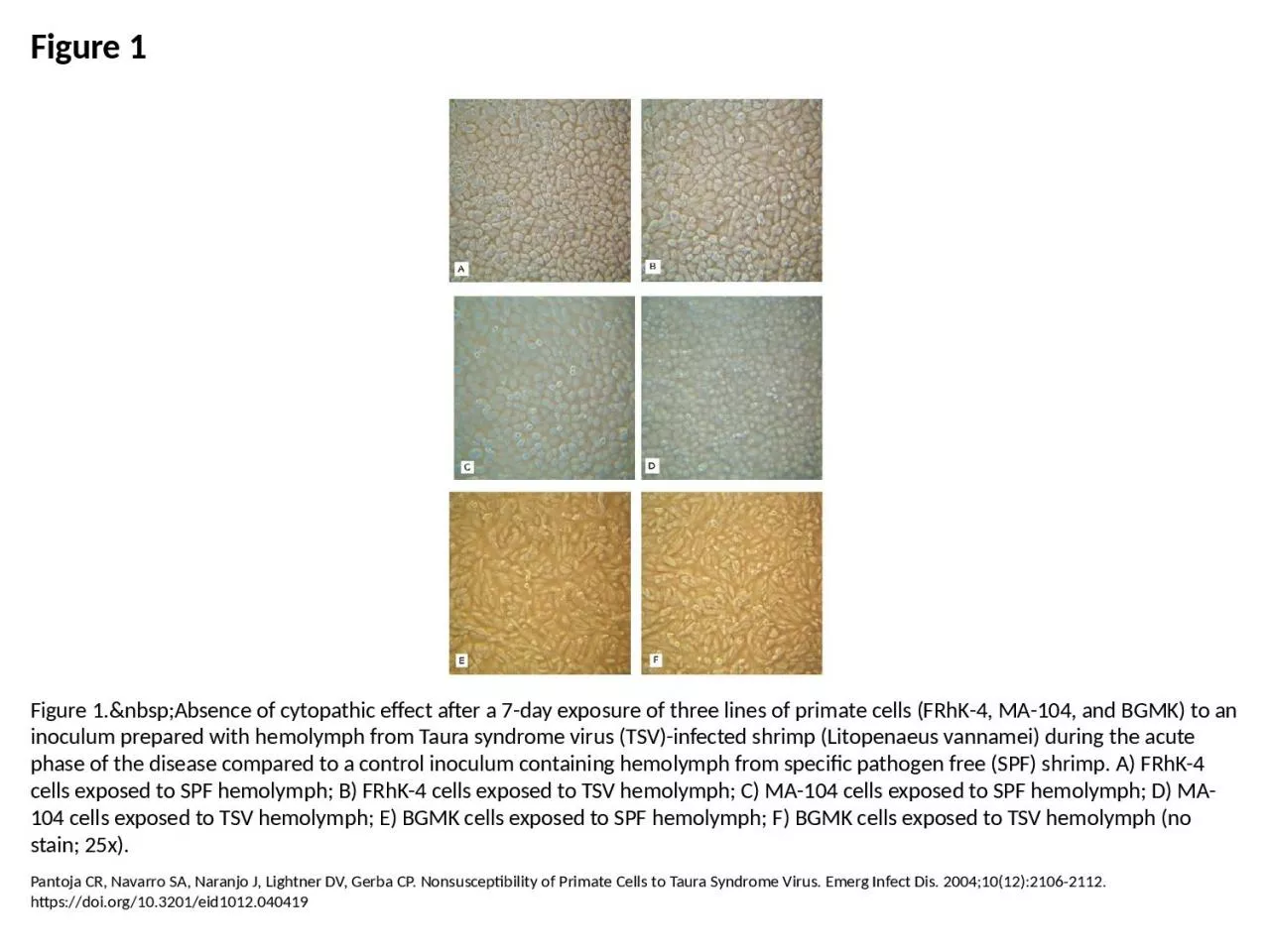 PPT-Figure 1 Figure 1.&nbsp;Absence of cytopathic effect after a 7-day exposure of three