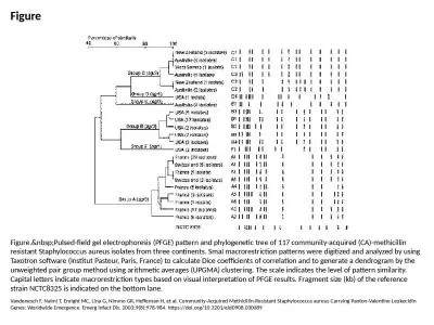 Figure Figure.&nbsp;Pulsed-field gel electrophoresis (PFGE) pattern and phylogenetic