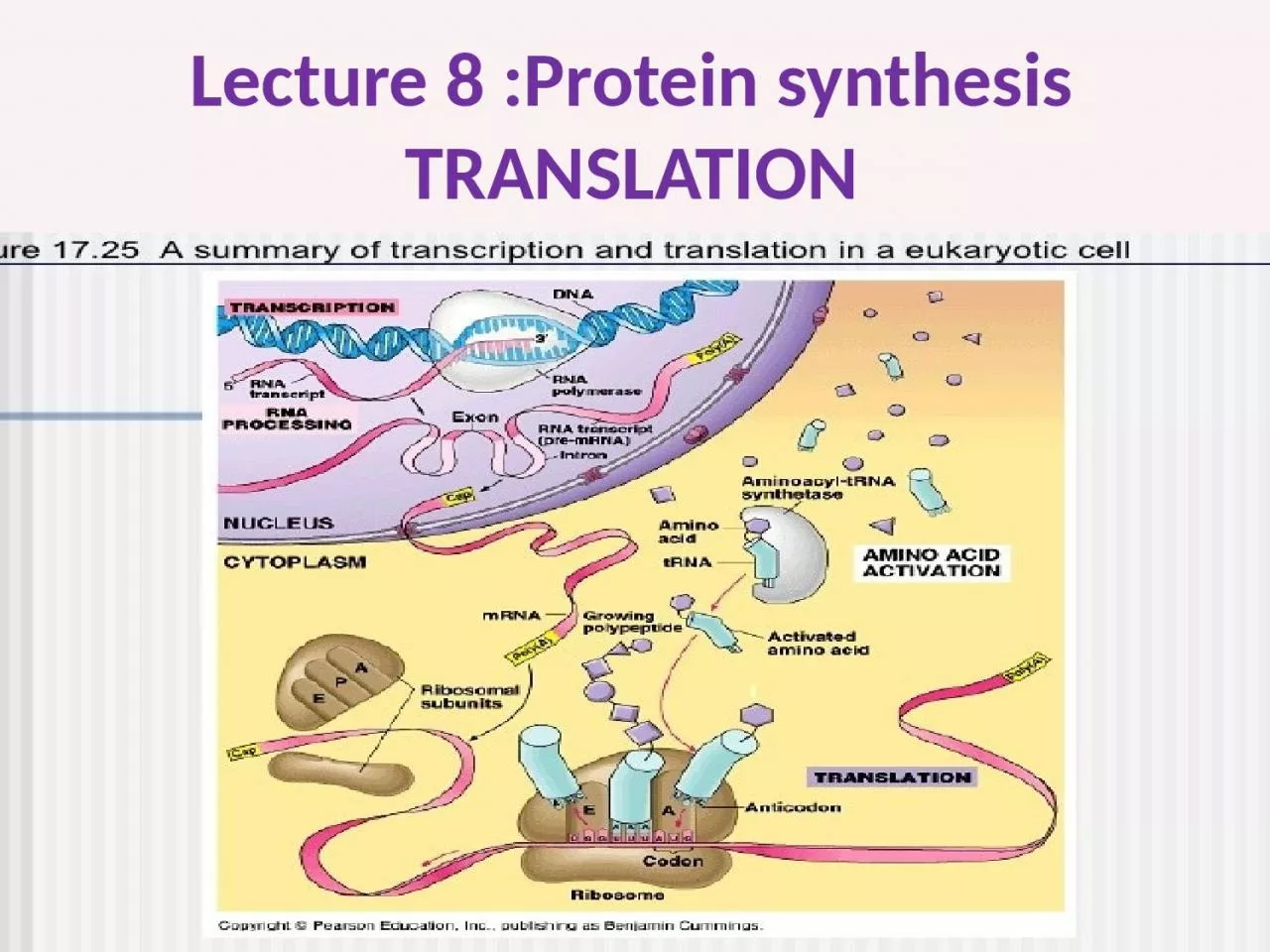 Lecture 8 :Protein synthesis