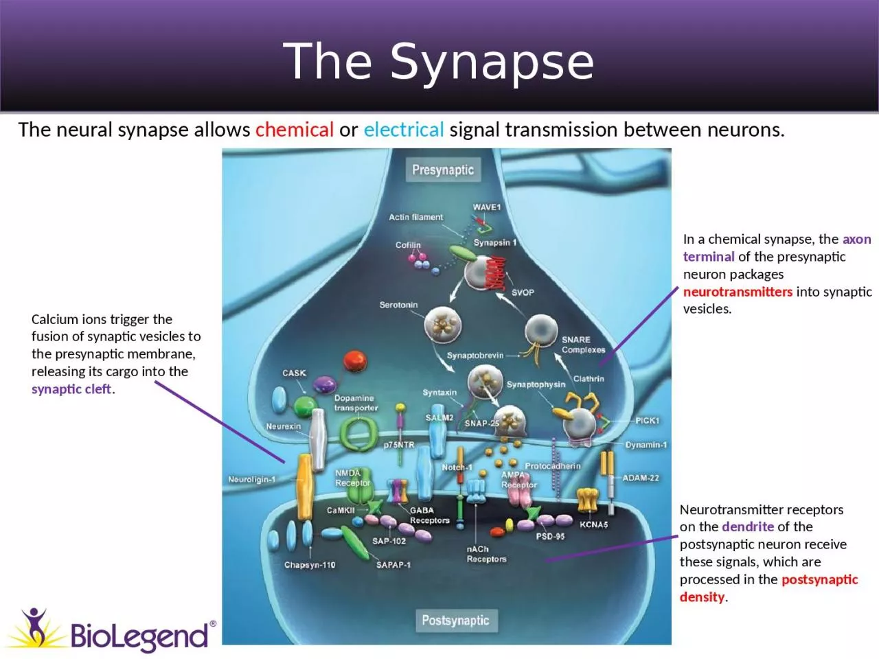 PPT-The Synapse ® The neural synapse allows