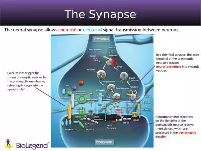 The Synapse ® The neural synapse allows