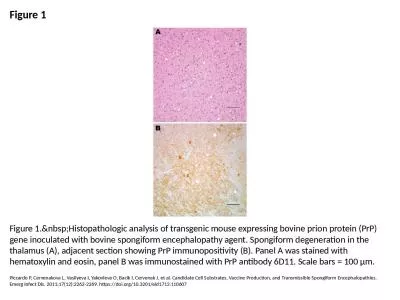Figure 1 Figure 1.&nbsp;Histopathologic analysis of transgenic mouse expressing bovine