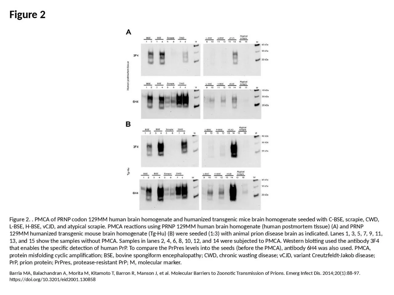 PPT-Figure 2 Figure 2. . PMCA of PRNP codon 129MM human brain homogenate and humanized transgenic