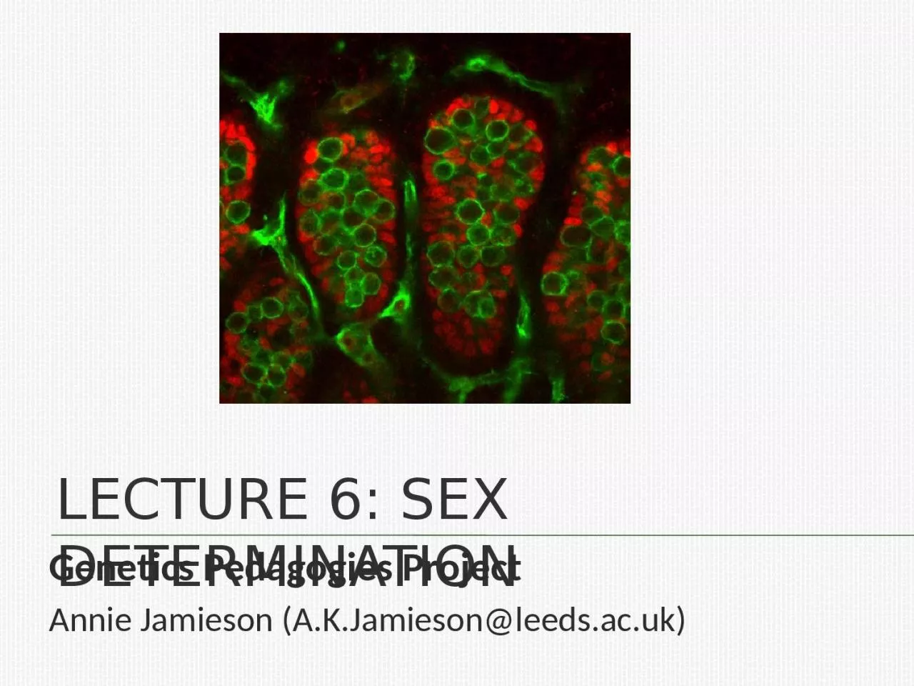 PPT-Lecture 6: Sex determination