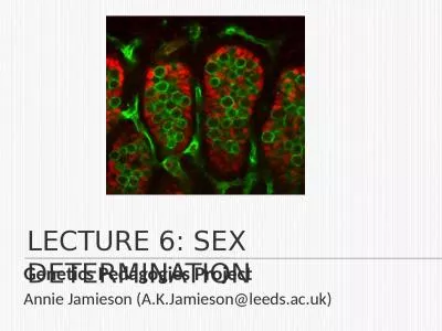 Lecture  6: Sex determination