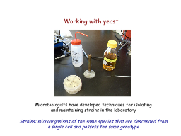 Working with yeast Microbiologists have developed techniques for isolating and maintaining