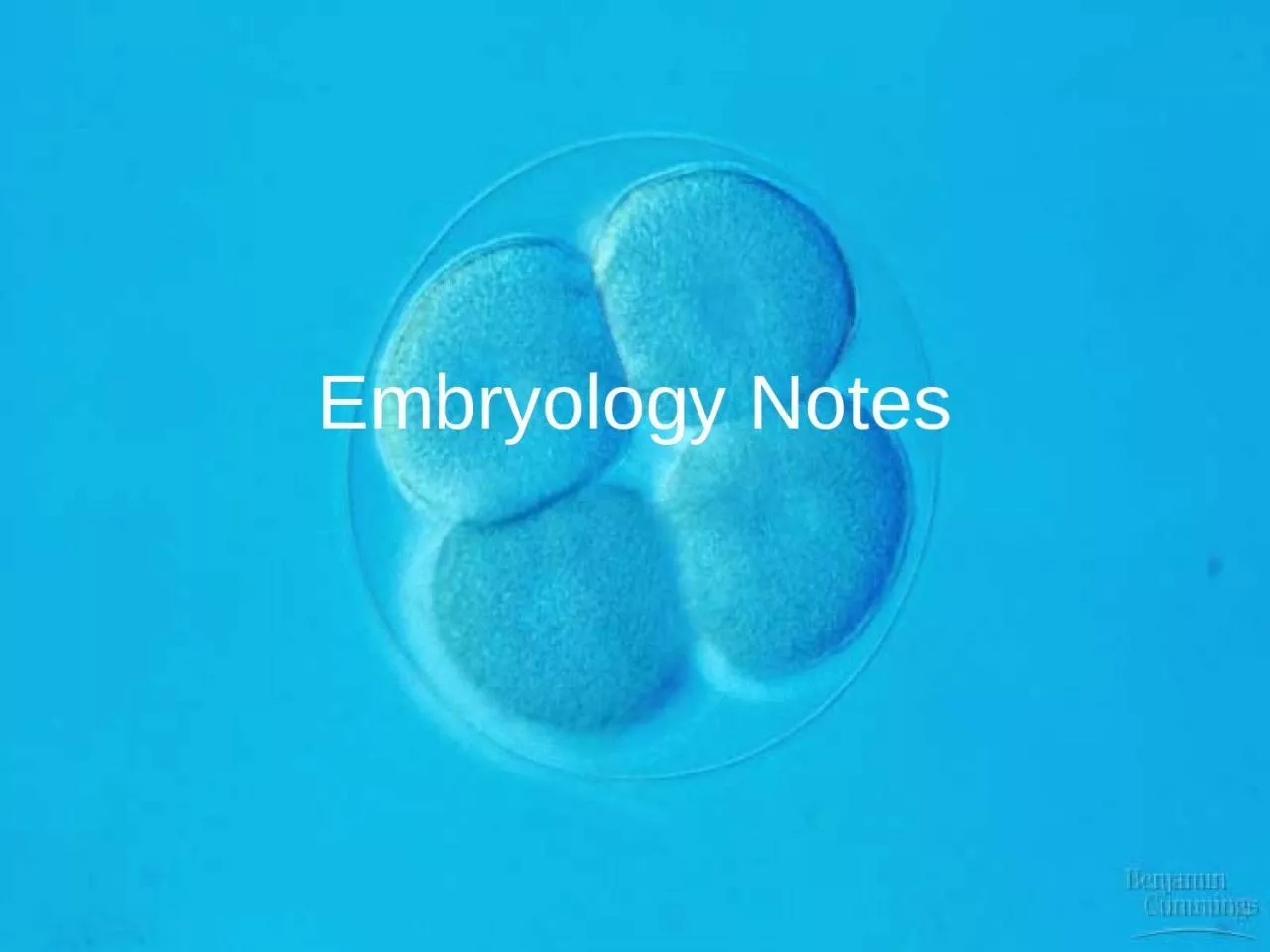 PPT-Embryology Notes Embryology