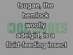 Adelges tsugae, the hemlock woolly adelgid, is a fluid-feeding insect