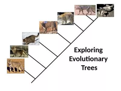 Exploring  Evolutionary