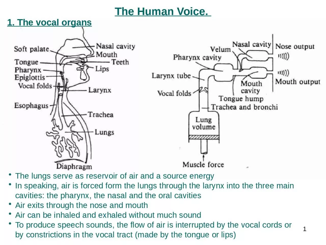 PPT-The lungs serve as reservoir of air and a source energy