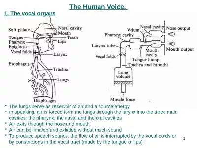 The lungs serve as reservoir of air and a source energy