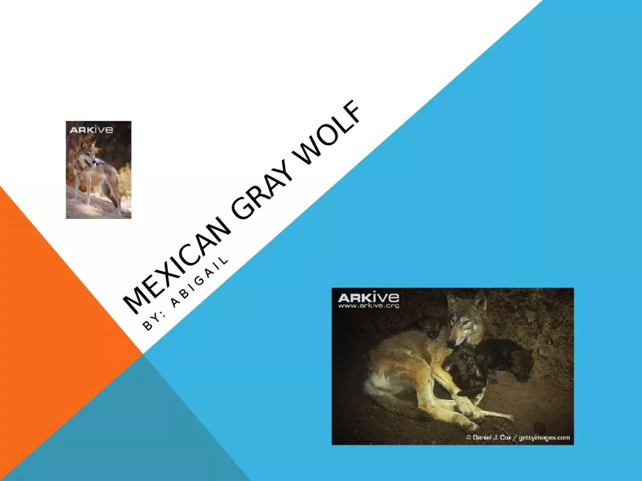 Mexican Gray Wolf By :  Abigail