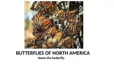 BUTTERFLIES OF NORTH AMERICA