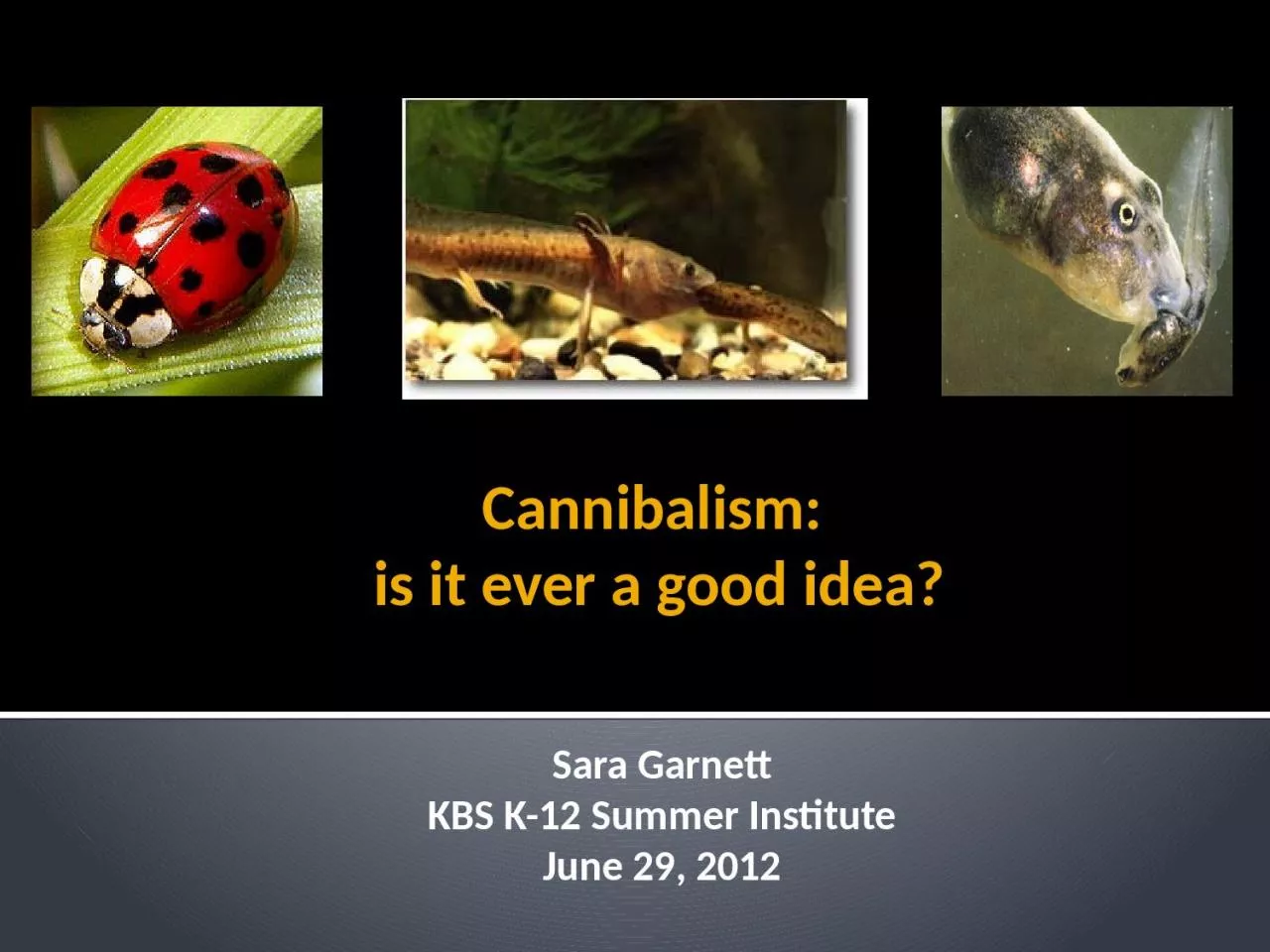 Cannibalism:  is it ever a good idea?