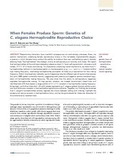 INVESTIGATIONWhenFemalesProduceSperm:GeneticsofC.elegansHermaphroditeR