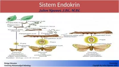 Sistem Endokrin Sulton Nawawi, S.Pd., M.Pd.