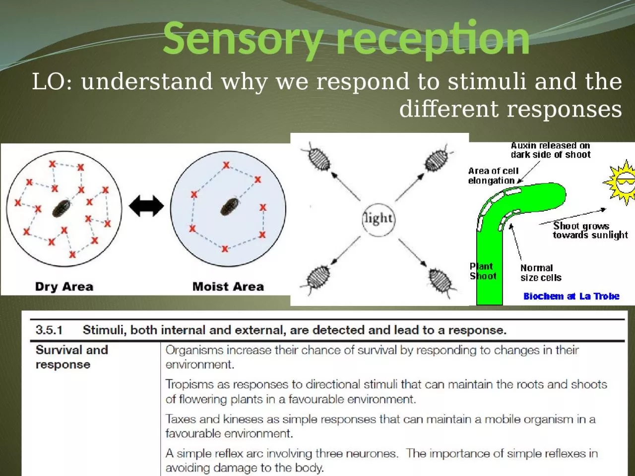 PPT-Sensory reception LO: understand why we respond to stimuli and the different responses