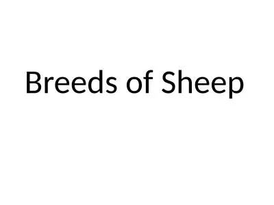 Breeds of Sheep Mouflon Mouflon