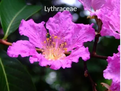 Lythraceae Lythraceae Lythrum